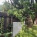 Big chunk of the black oak fell on the fence by margonaut