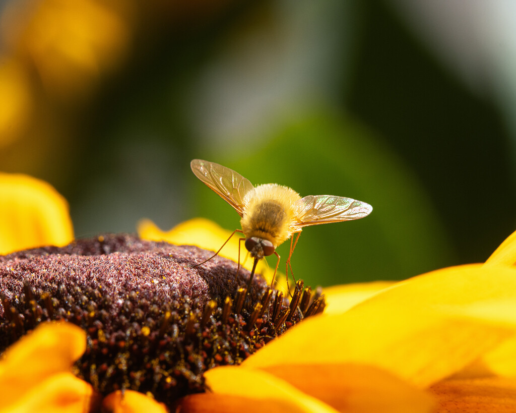 bee fly by aecasey