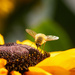 bee fly by aecasey