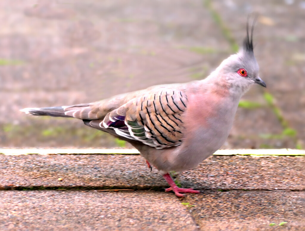 The Brave Crested Pigeon by onewing