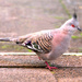 The Brave Crested Pigeon by onewing