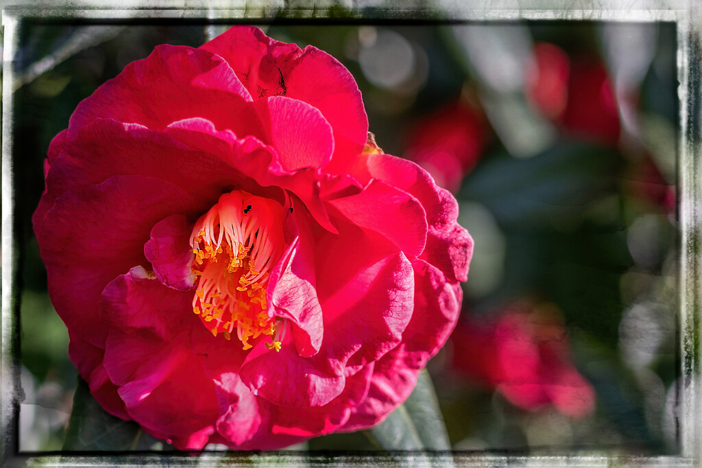 Another pop of red on a grey day by ludwigsdiana