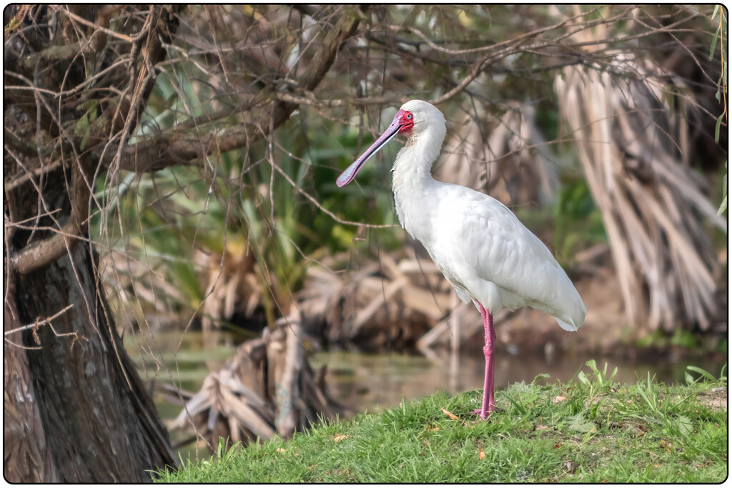 Such strange looking birds by ludwigsdiana