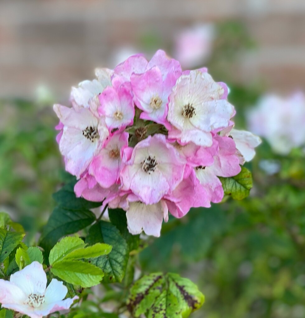 Pink roses  by alison59