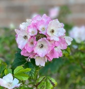 12th Jul 2024 - Pink roses 