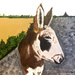 Donkey (painting) by stuart46