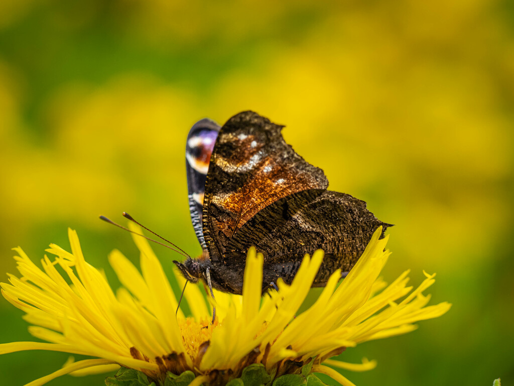 Butterfly by haskar