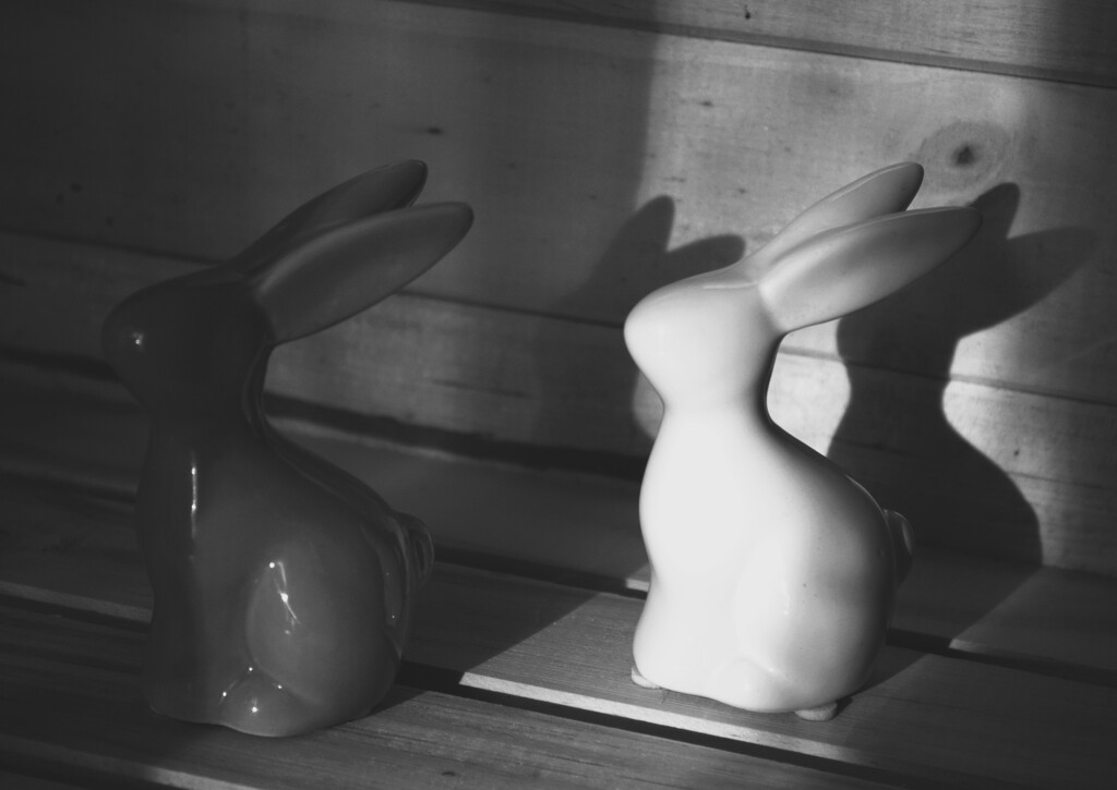 Bunny B&W 4 by mdry