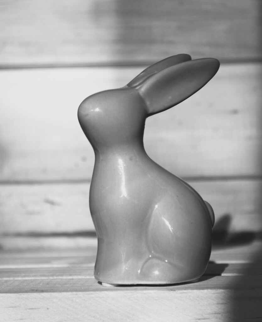 Bunny B&W 5 by mdry