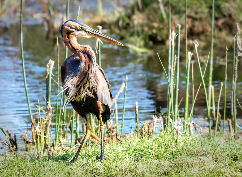 Behaving oddly by ludwigsdiana