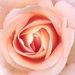 The peach rose close up. by grace55