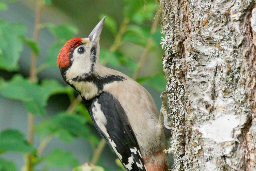 GREAT SPOTTED WOODPECKER by markp