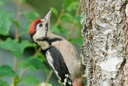 6th Jul 2024 - GREAT SPOTTED WOODPECKER