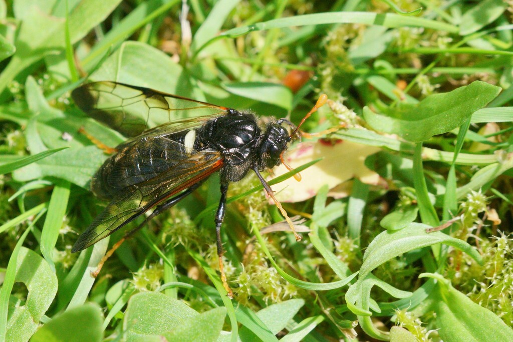 BIRCH SAWFLY by markp