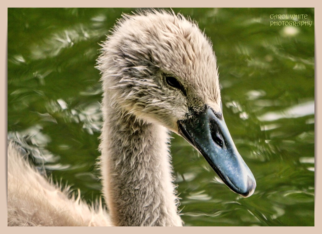 One Day I'll Have Beautiful White Feathers by carolmw