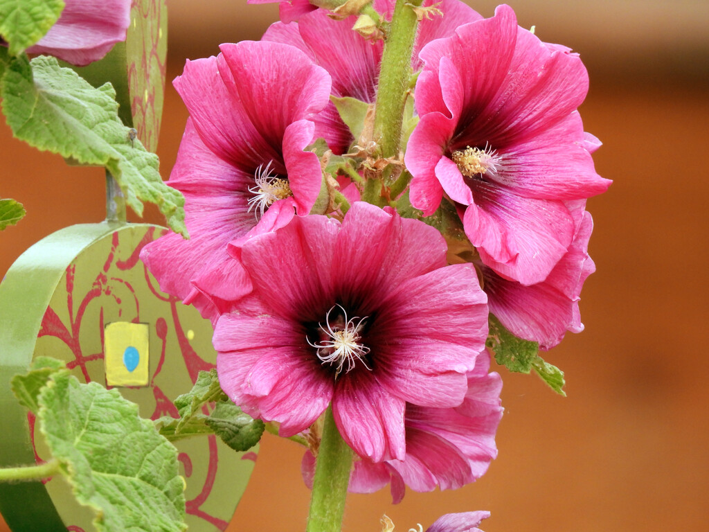 Hollyhock  by seattlite