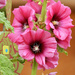 Hollyhock  by seattlite