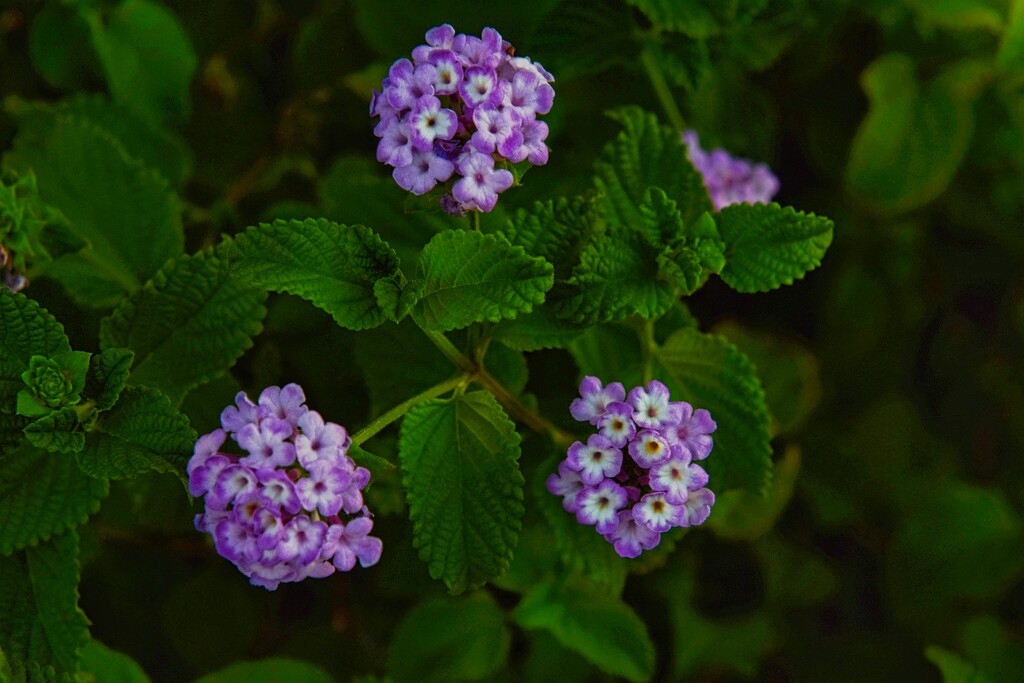 7 12 Lantana trio by sandlily