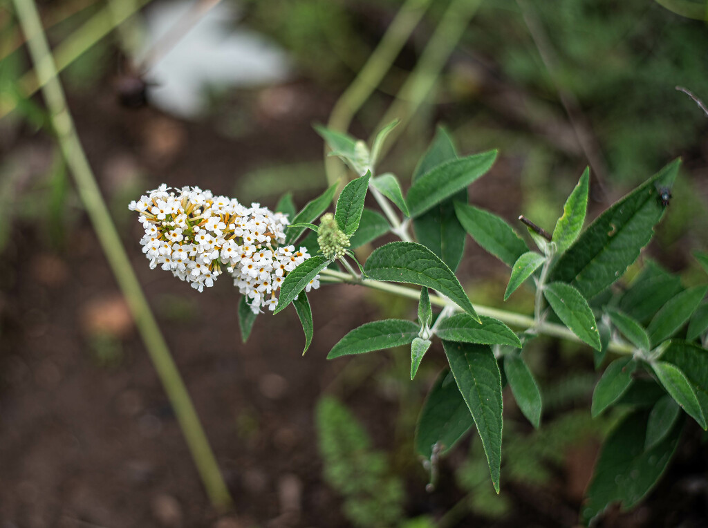 Butterfly Bush by darchibald