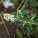 Butterfly Bush by darchibald