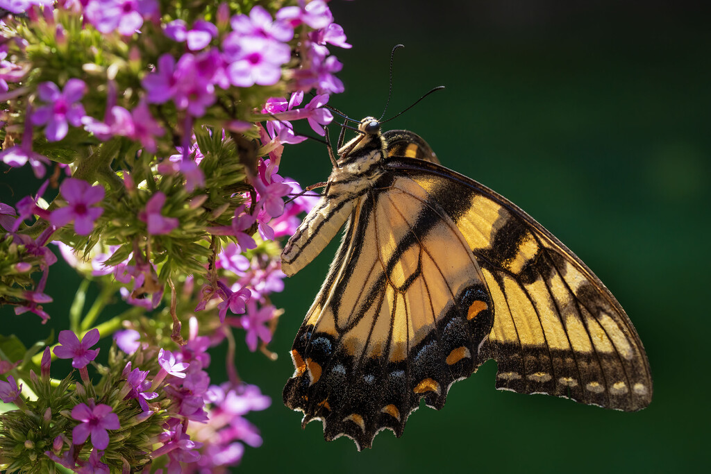 Eastern Tiger Swallowtail by kvphoto