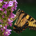 Eastern Tiger Swallowtail by kvphoto