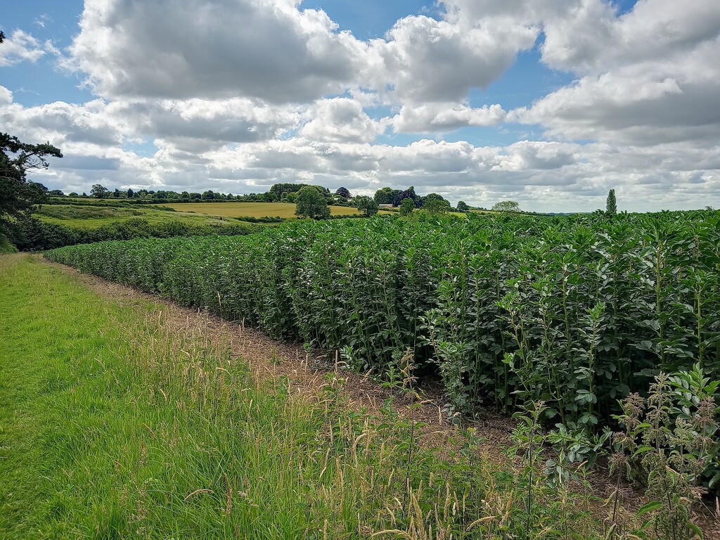 Broad beans by 365projectorgjoworboys