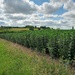 Broad beans by 365projectorgjoworboys