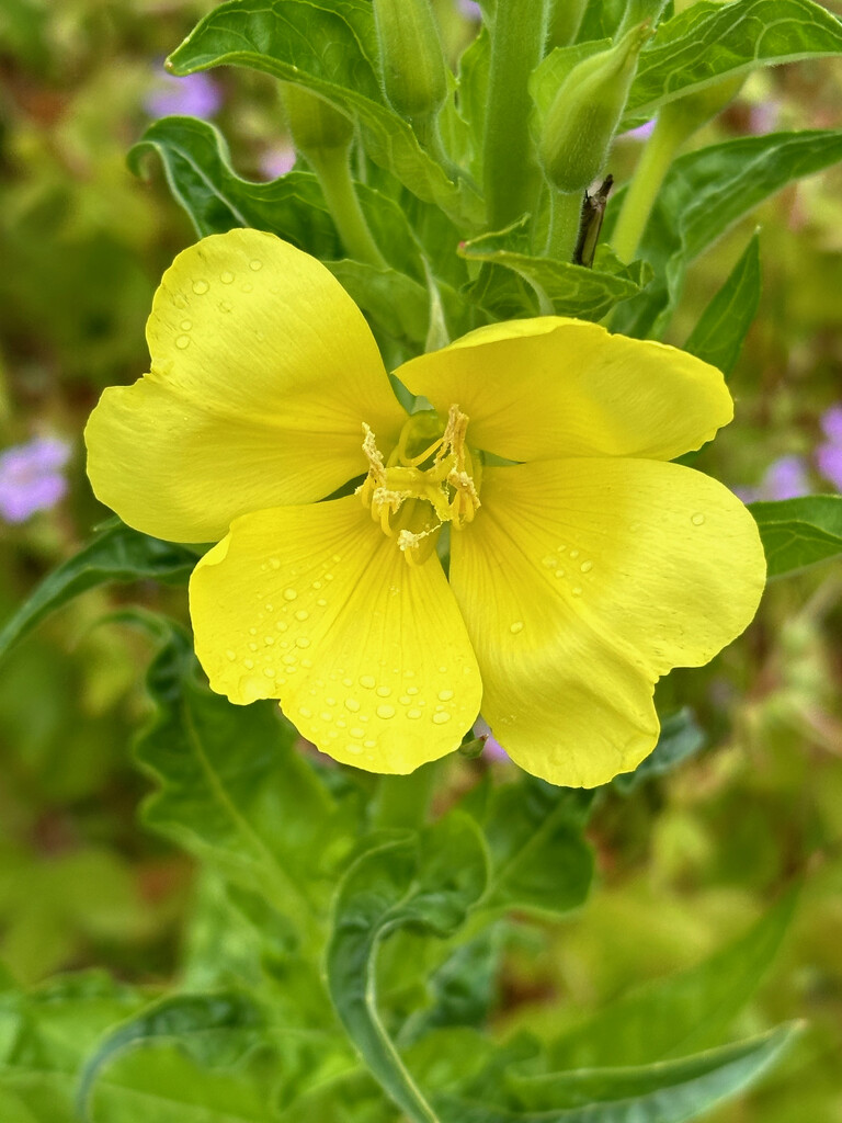 Evening Primrose by 365projectmaxine