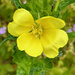 Evening Primrose by 365projectmaxine