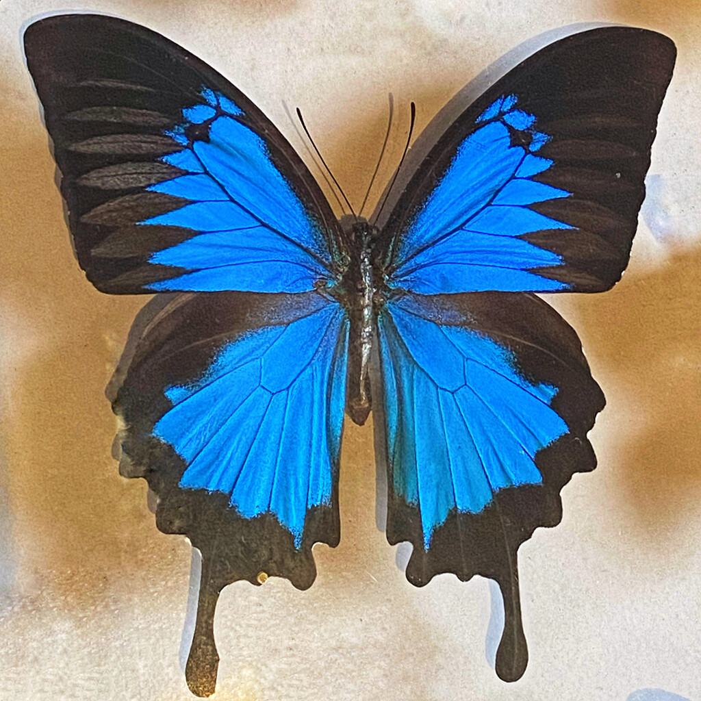 Specimen of the Ulysses butterfly (papilio ulysses) by johnfalconer