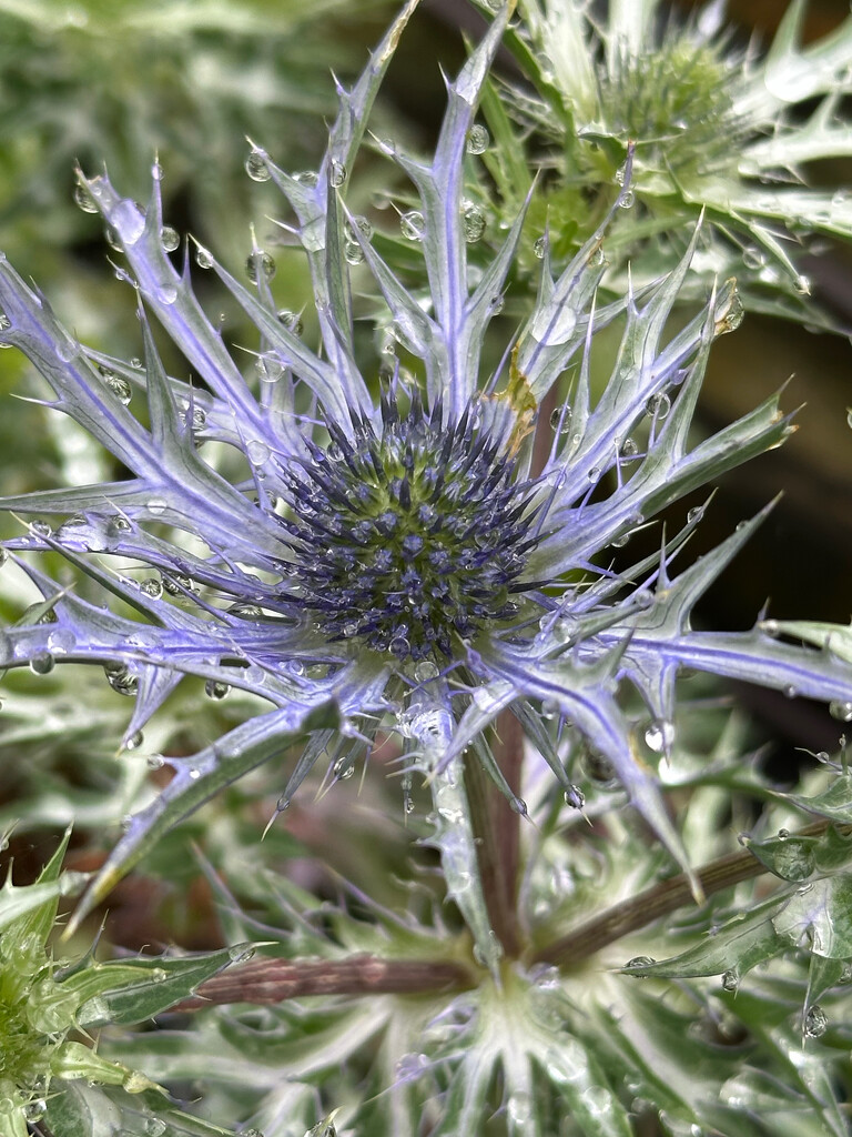 Sea Holly by 365projectmaxine