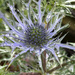 Sea Holly by 365projectmaxine