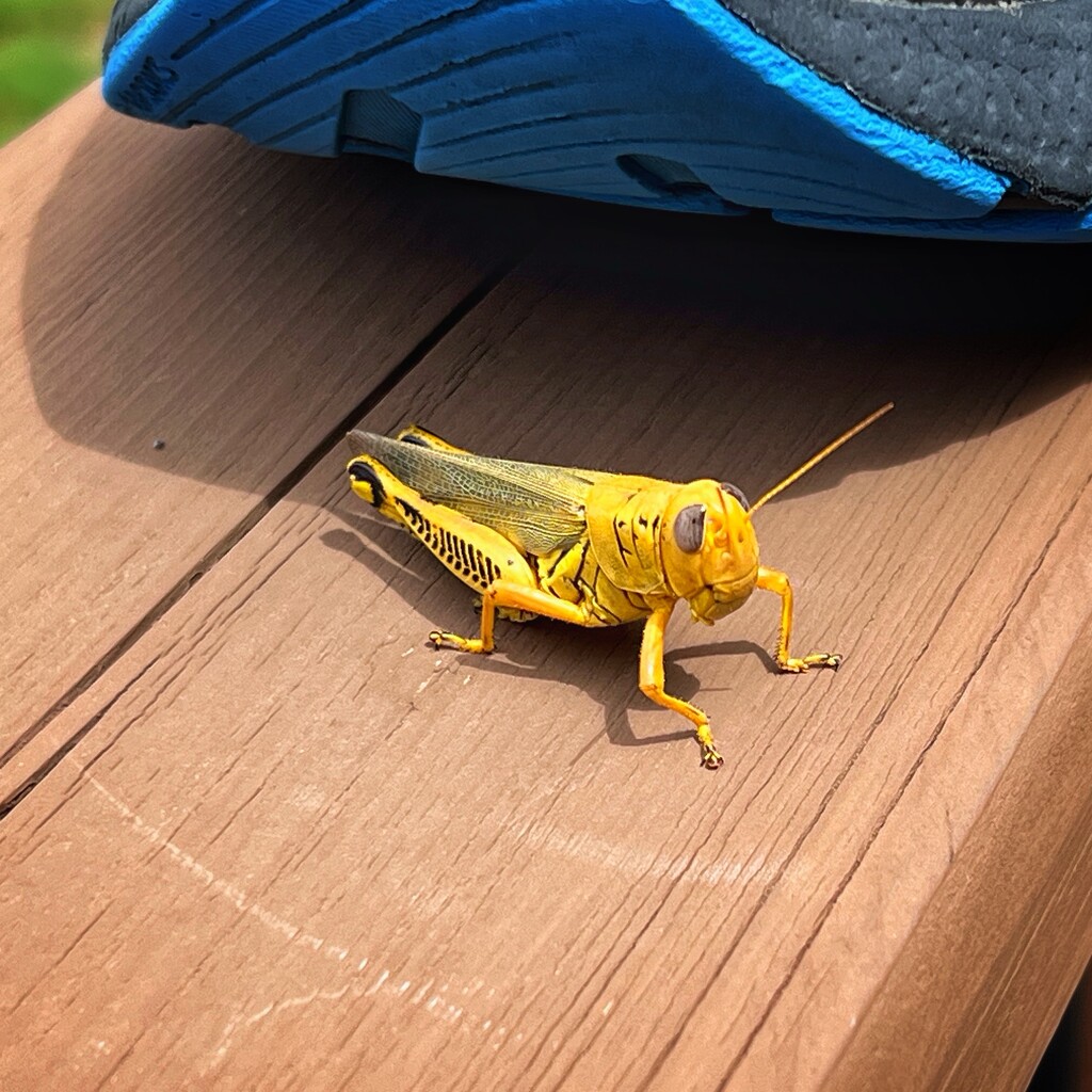 Yellow Grasshopper  by dkellogg