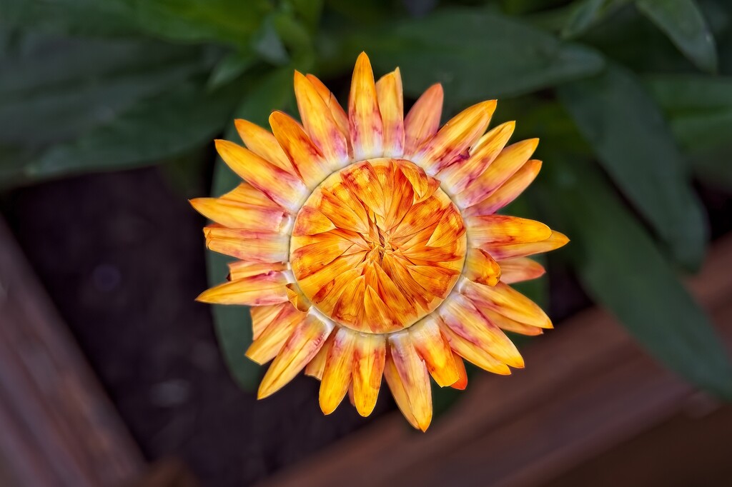 Strawflower by billyboy