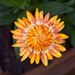 Strawflower by billyboy