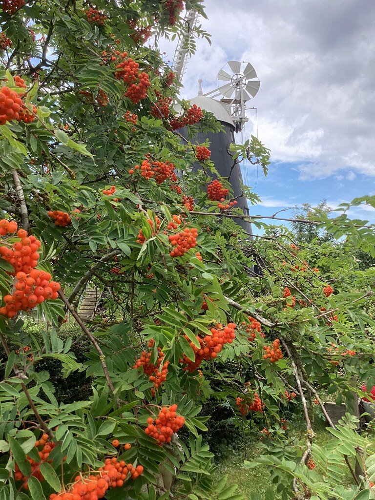 Rowan Berries  by foxes37