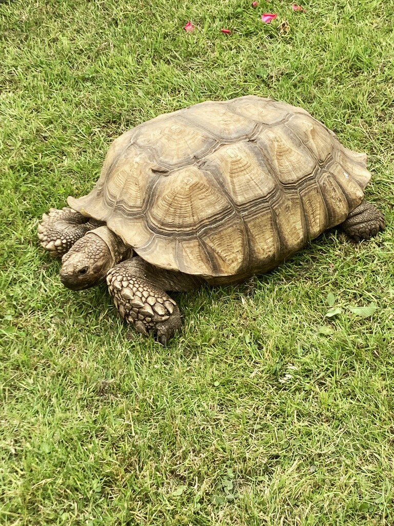 18 year old tortoise by 365anne