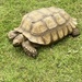 18 year old tortoise by 365anne