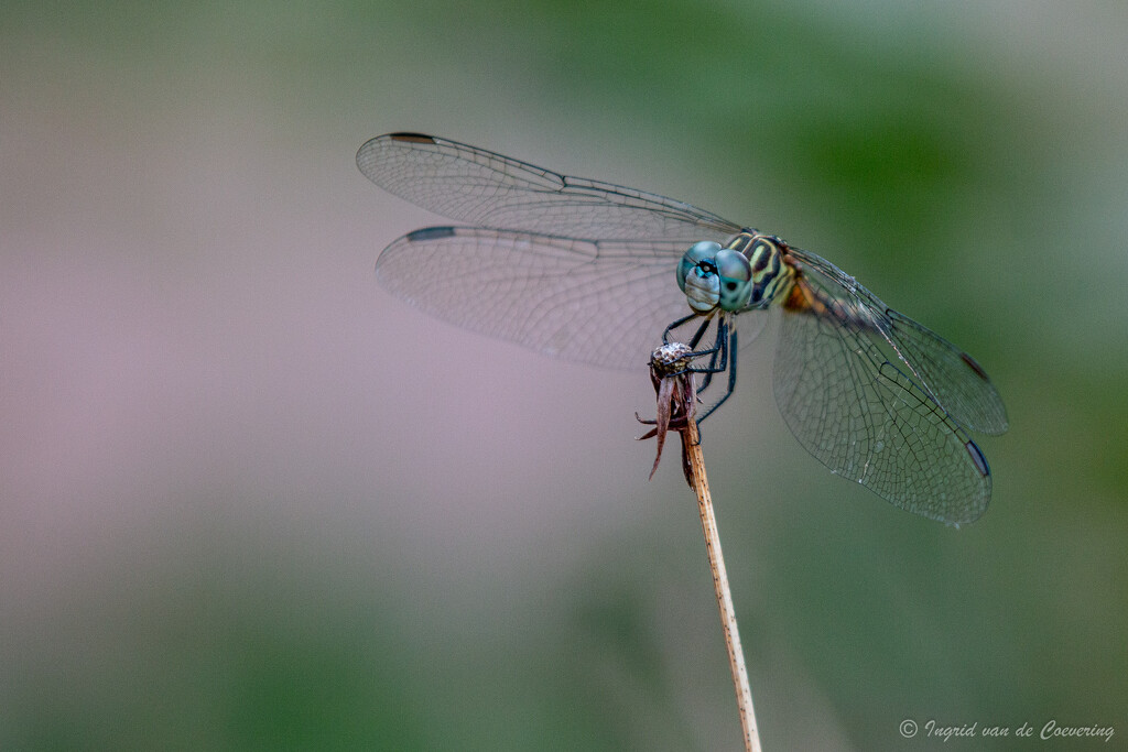 Dragonfly by ingrid01