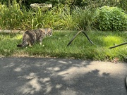 13th Jul 2024 - Gracie and the Big Black Snake