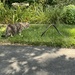 Gracie and the Big Black Snake by pej76