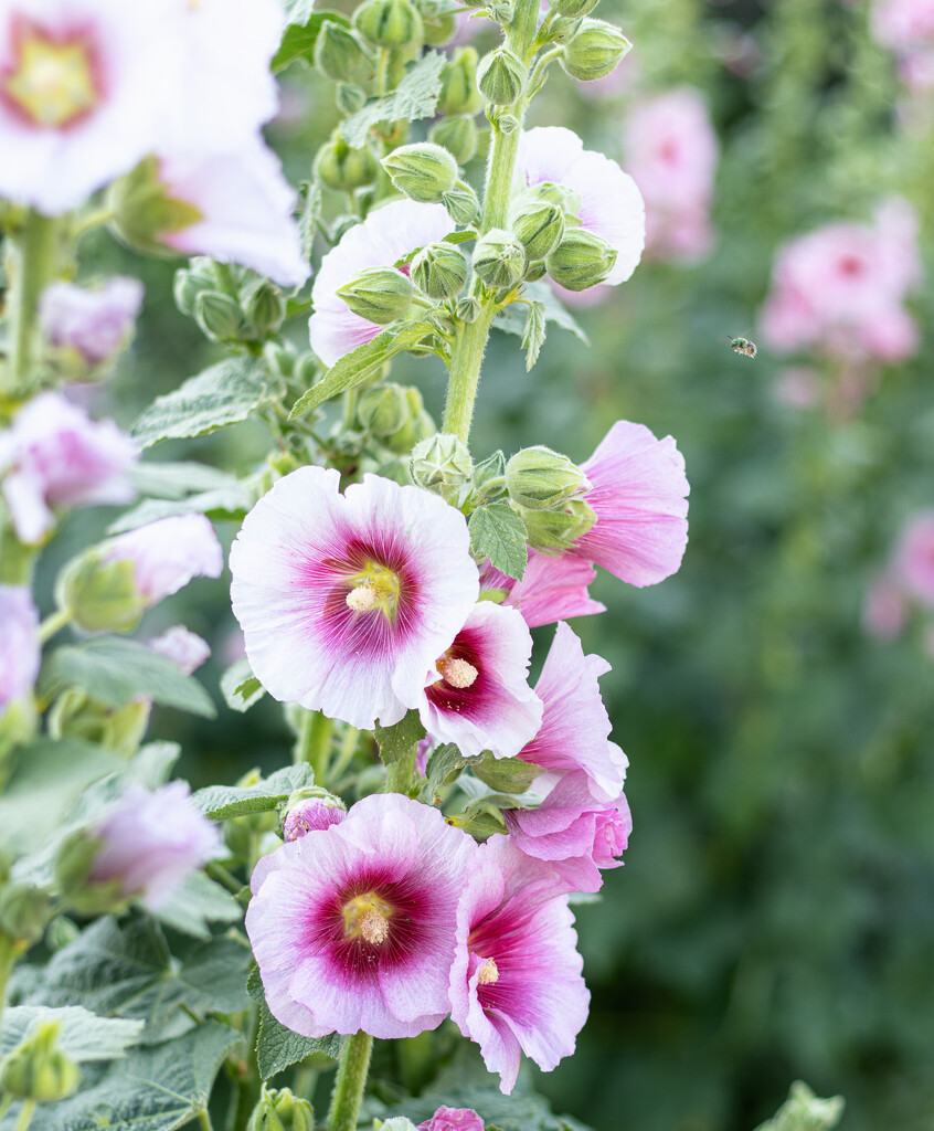 more hollyhocks by aecasey