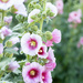 more hollyhocks by aecasey