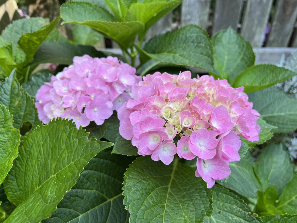 Pink Hydrangea  by pej76