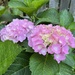 Pink Hydrangea  by pej76