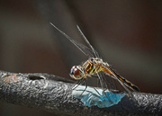 13th Jul 2024 - Dragonfly