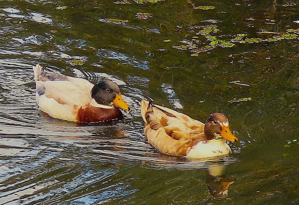 A Beautiful Pair Of Ducks ~  by happysnaps