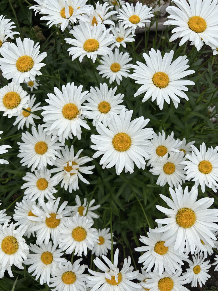 Daisies  by radiogirl