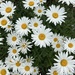 Daisies  by radiogirl